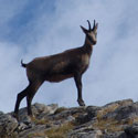 fauna