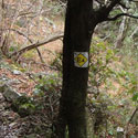 trails