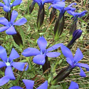 flora