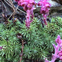 flora