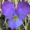 flora