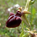 flora