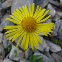 flora