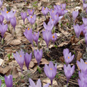 flora