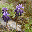 flora