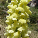 flora