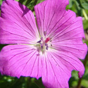 flora