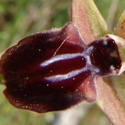 flora