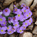 flora