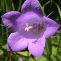 flora