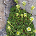 flora