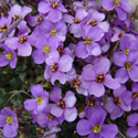 flora