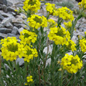 flora